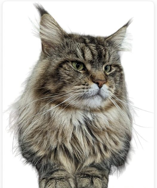 In all his glory is MajestiCoon Buffalo Bill, as close to perfect a Classic Brown Maine Coon can be. He is the epitome of Standards, probably the most Standards Correct Maine Coon in Florida and he is owned by MajestiCoons Maine Coons