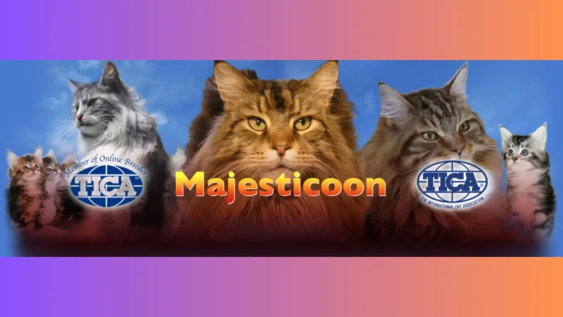 MajestiCoon colorful Logo, MajestiCoon.com
