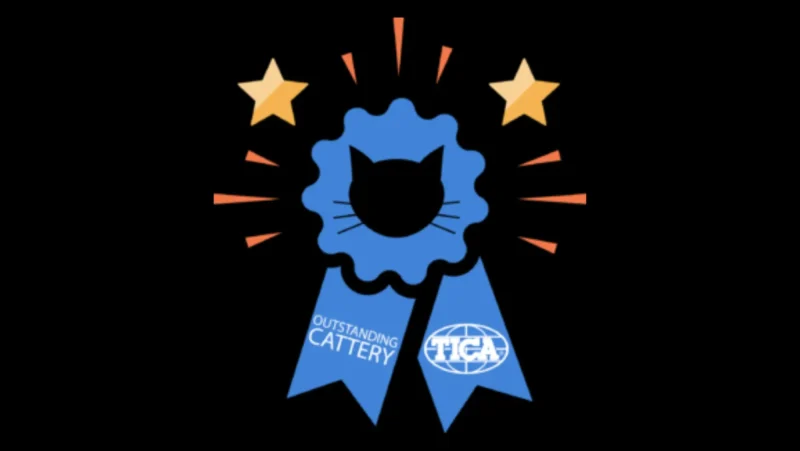 The TICA Blue Ribbon for Outstanding Maine Coon Cattery, awarded 4 times to Florida Maine Coons and also 3 times to MajestiCoons.